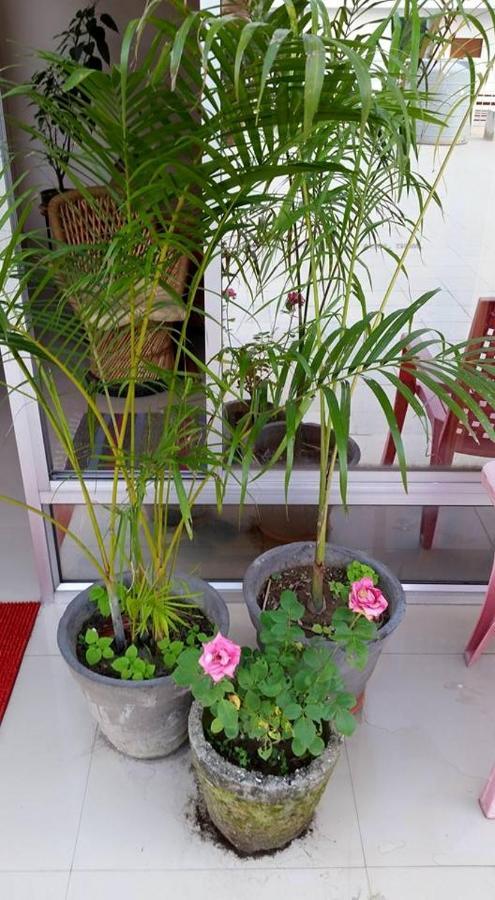 Devi Music Ashram Bed and Breakfast Rishīkesh Esterno foto